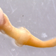 Spiniapex, a newly-described wood-boring clam, removed from its borehole